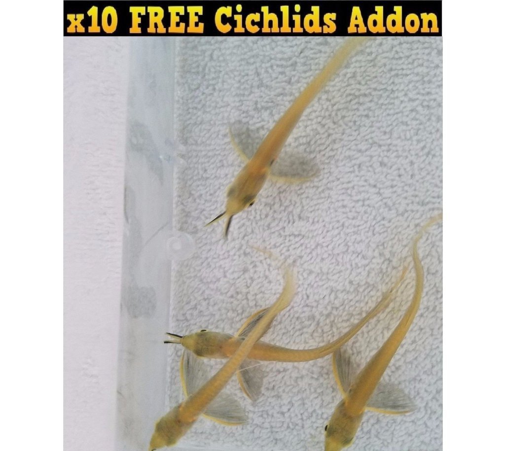 X4 Silver Arowana Sml Package + X10 Cichlids - Freshwater-Freshwater Fish Package-www.YourFishStore.com