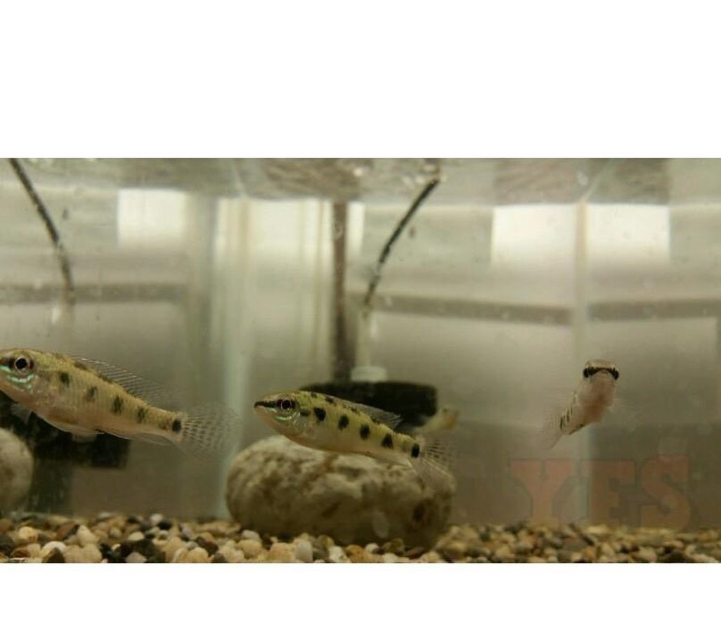 X4 Spadetail Checkboard Cichlid South Amer Sml/Med 1"-2" Fresh Water-Freshwater Fish Package-www.YourFishStore.com