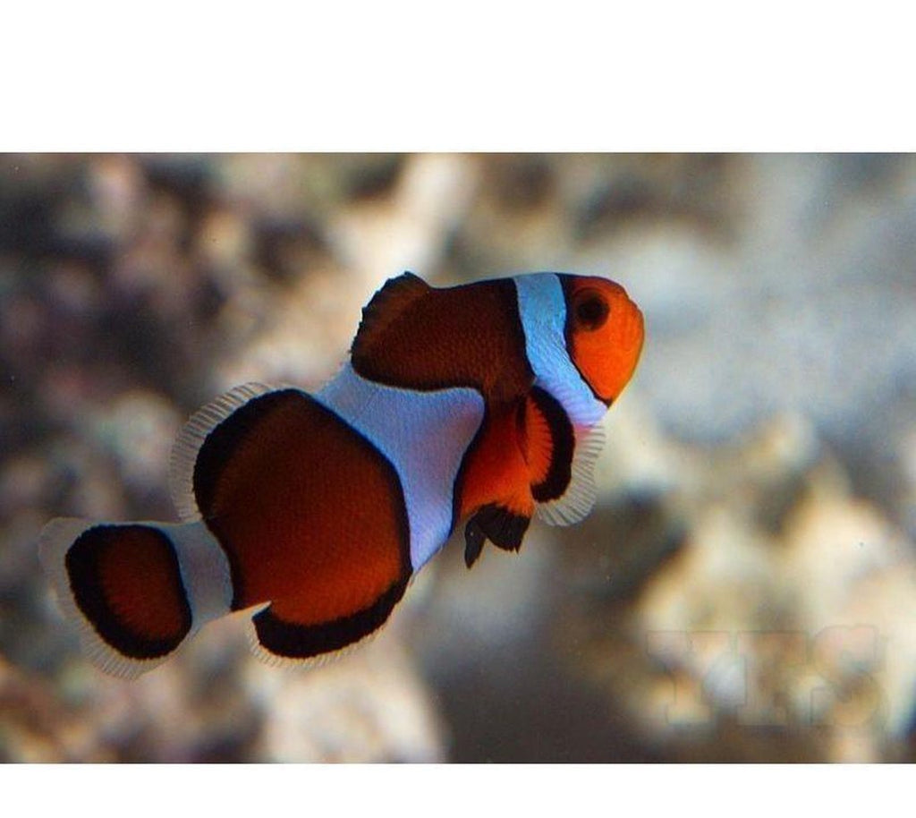 X4 True Percula Clown Fish Pacakge - Free Bubble Anemone