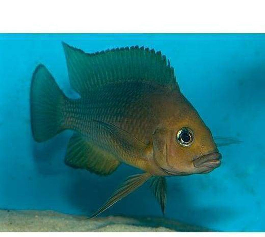 X4 Variabilichromis Moori Cichlid Sm/Md 1" - 2" Each Freshwater Fish