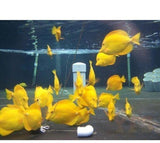 X4 Yellow Tang Package - Medium Size - Approx 3" Each - Saltwater Fish-marine fish packages-www.YourFishStore.com