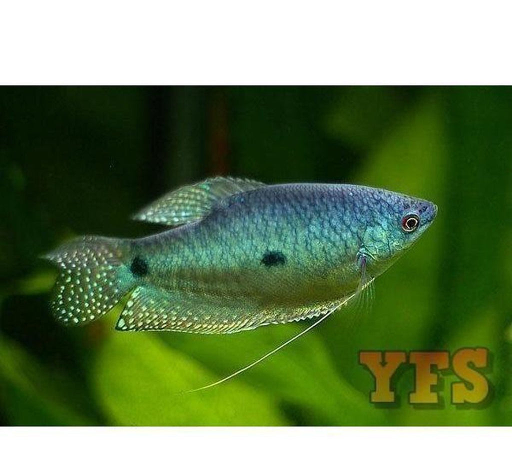 X40 Lavender Gourami Package Male Fish Live Sml/Med Bulk Save