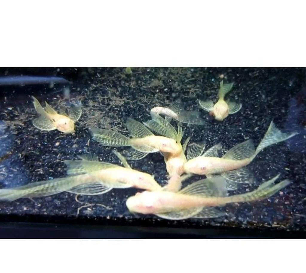 X5 Albino Longfin Bristlenose Pleco Sm/Med 1" - 1 1/2" Tank Cleaners!