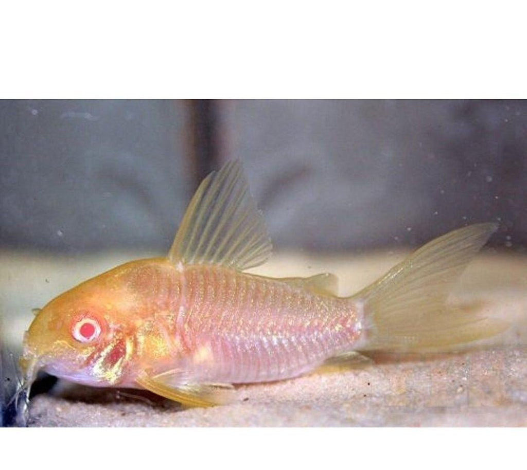 X5 Albino Sterbai Corydoras Catfish