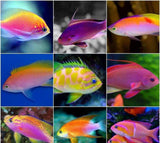 X5 Assorted Anthias Package - Sml/Med - Fish Saltwater-marine fish packages-www.YourFishStore.com