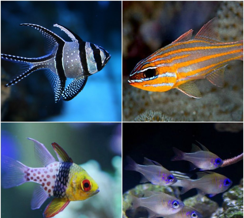 X5 Assorted Cardinal Fish Package-marine fish packages-www.YourFishStore.com