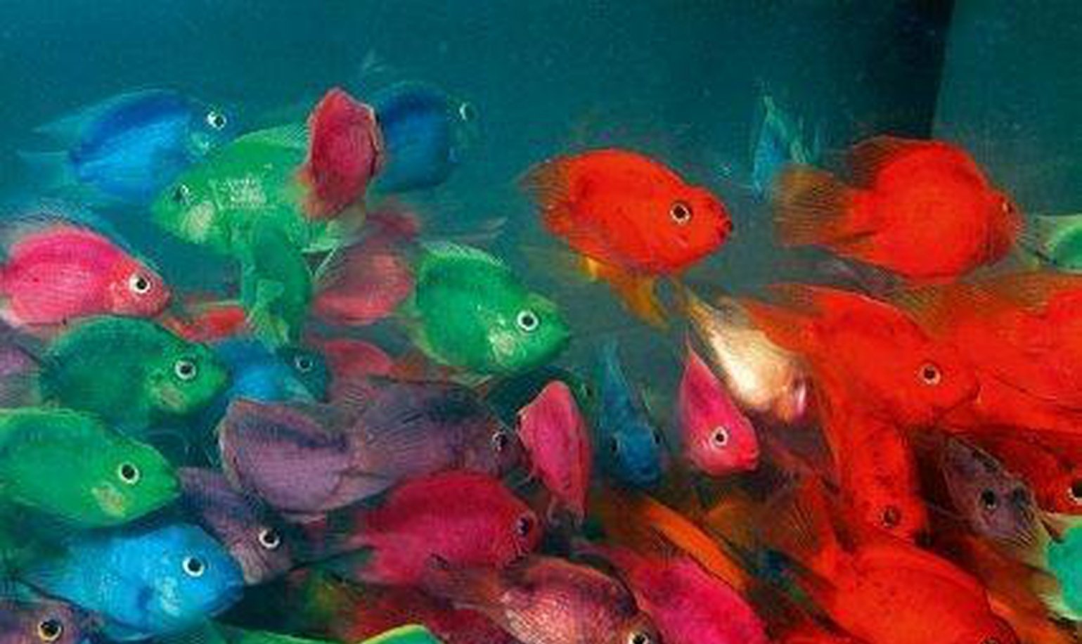 X5 Assorted Jellybean Parrot Cichlid / +1 Free (Total 6) - Freshwater Fish Live-Freshwater Fish Package-www.YourFishStore.com