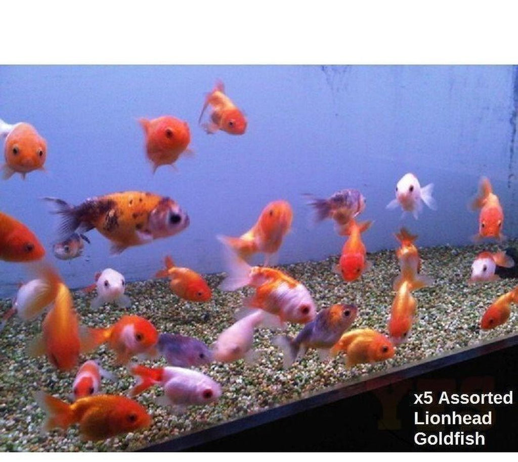 X5 Assorted Lionhead Gold Fish - Fresh Water Free Shipping