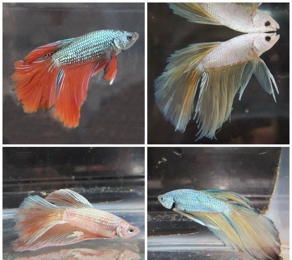X5 Assorted Premium Longfin Betta Male Lrg
