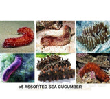 X5 Assorted Sea Cucumber - Sm//Md 2" - 3" Each - Saltwater-marine fish packages-www.YourFishStore.com