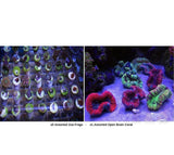 X5 Assorted Zooanthid Frags Zoa - X1 Assorted Open Brain Coral-Coral packages-www.YourFishStore.com