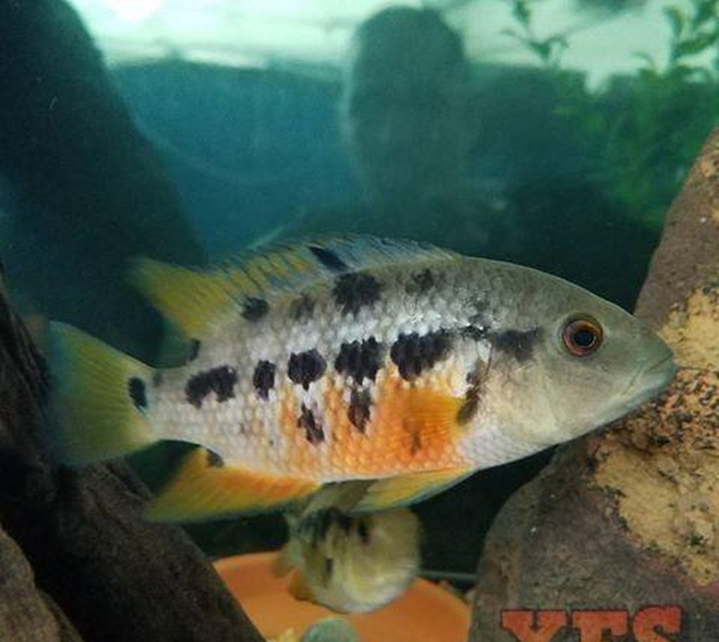 X5 Atromaculatus Cichlid Sml/Med 1" - 2" Each Freshwater Fish