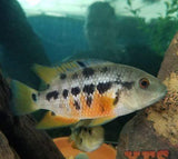 X5 Atromaculatus Cichlid Sml/Med 1" - 2" Each Freshwater Fish-Freshwater Fish Package-www.YourFishStore.com