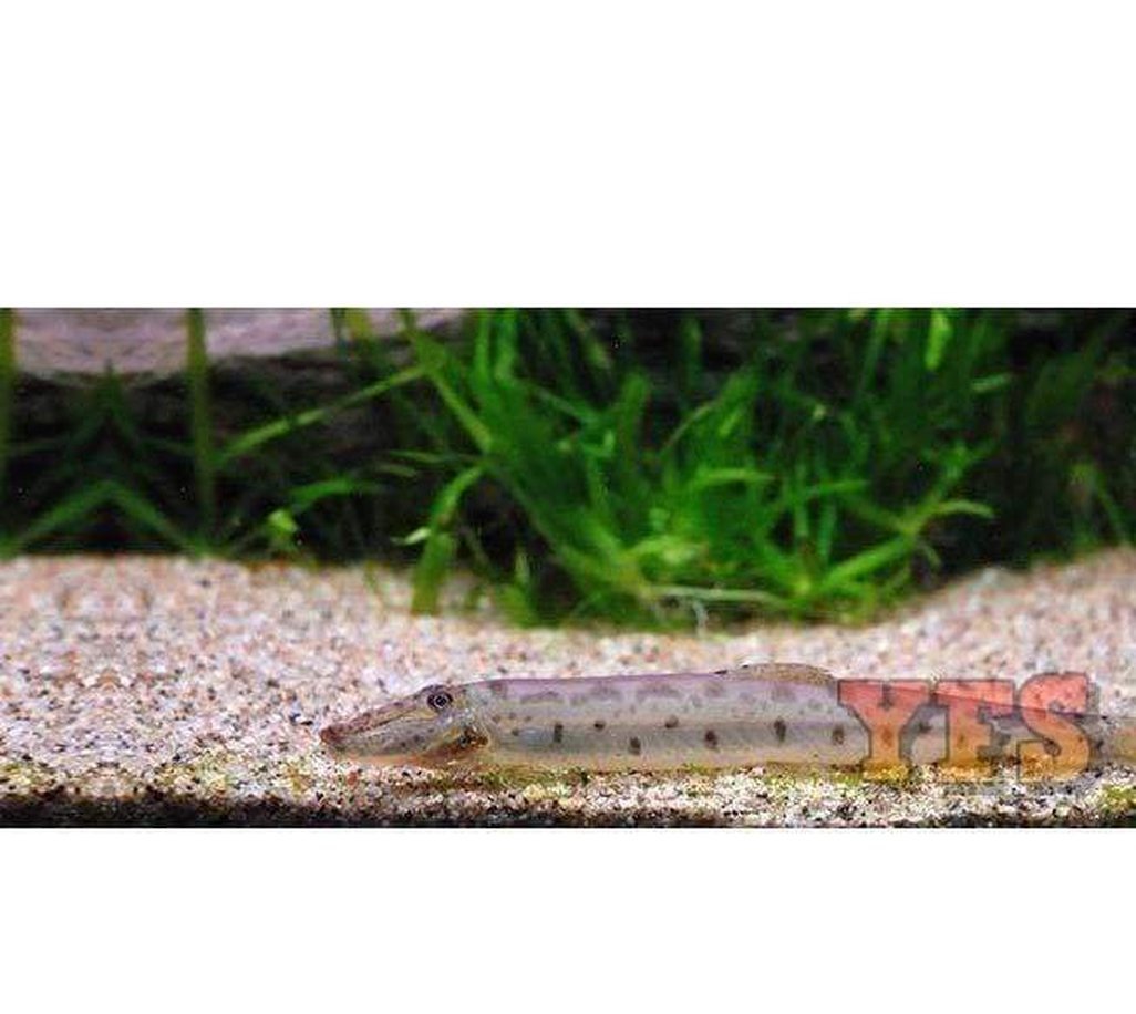 X5 Bamboo Loach Sml/Med 1" - 1 1/2" - Fish Freshwater - Bulk Save Free Shipping-Freshwater Fish Package-www.YourFishStore.com