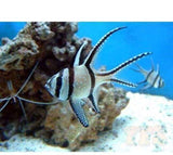 X5 Bangai Banner Cardinal Fish Med - Pterapogon Kauderni-marine fish packages-www.YourFishStore.com