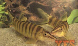 X5 Berdmore'S Loach Sml/Med 1" - 1 1/2" - Fish Freshwater-Rasbora-www.YourFishStore.com