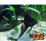 X5 Black Angel Fish - Sml/Med Approx 1"-2" Each-Freshwater Fish Package-www.YourFishStore.com