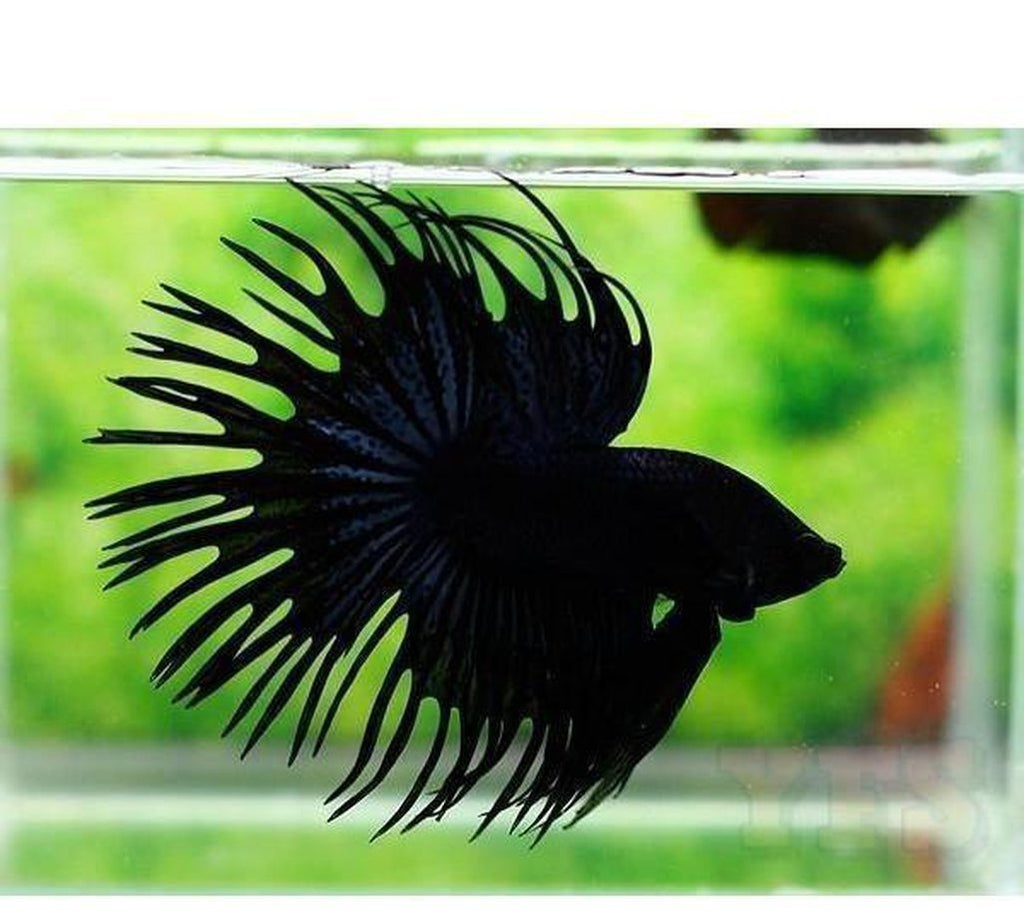 X5 Black Orchid Crowntail Betta Male Lrg 8 Oz Cup