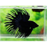 X5 Black Orchid Crowntail Betta Male Lrg 8 Oz Cup-Anabantoid - Betta-www.YourFishStore.com