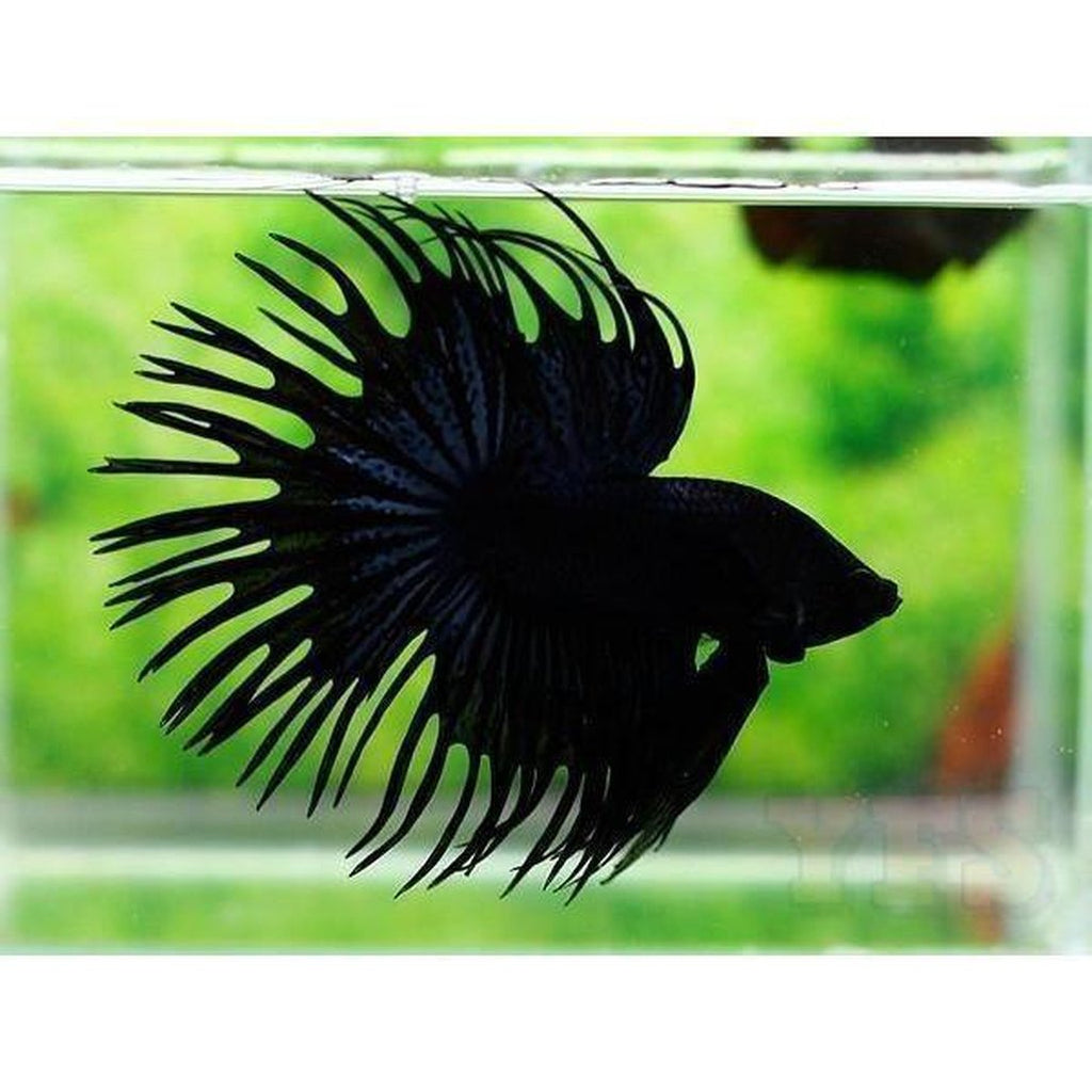 X5 Black Orchid Crowntail Betta Male Lrg