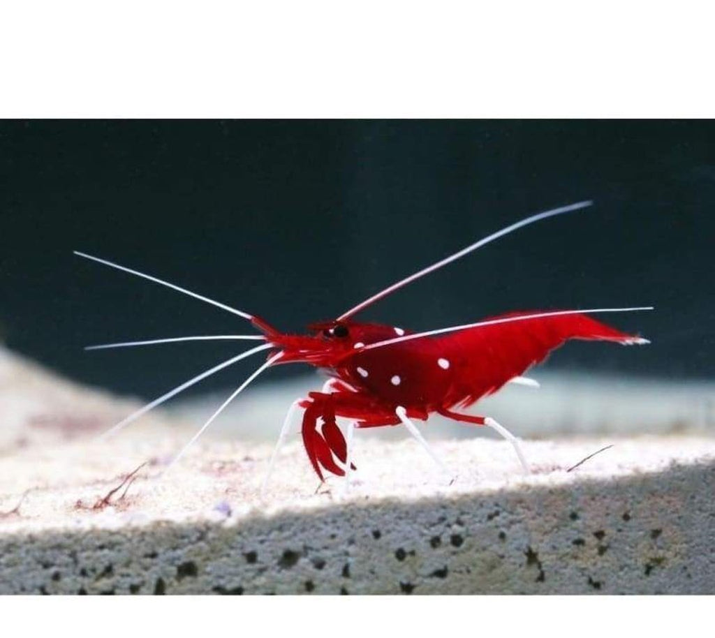 X5 Blood Red Fire Shrimp Med - Lysmatta Debelius Fish Invert Live Free Shipping