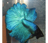 X5 Blue Green Halfmoon Betta Male Domestic Lrg-Anabantoid - Betta-www.YourFishStore.com