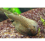 X5 Borneo Sucker Fish Sm/Med - Aprox 3/4"-1 1/2 " -Freshwater Fish Package-www.YourFishStore.com