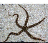 X5 Brittle Star Fish - Ophiocoma Echinata-marine fish packages-www.YourFishStore.com
