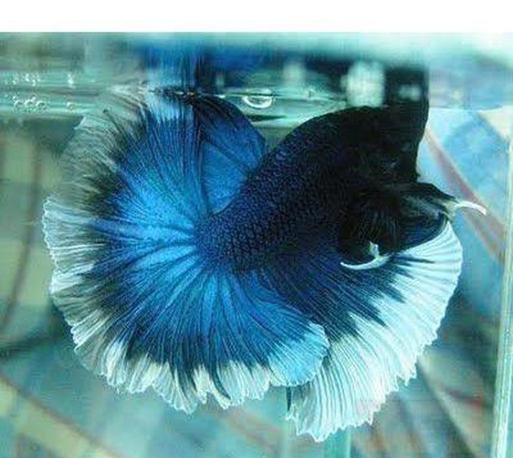 X5 Butterfly Halfmoon Betta Male Lrg *Colors May Vary
