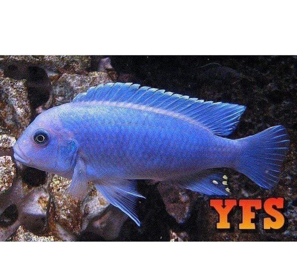 X5 Cobalt Blue Zebra Cichlid Package - Sml/Med 1" -2" - Freshwater-Freshwater Fish Package-www.YourFishStore.com