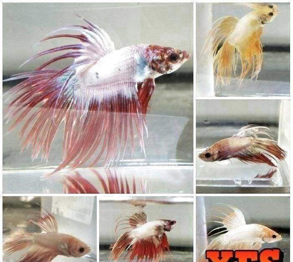 X5 Crowntail Dragonscale Betta Male Lrg 16Oz Cup