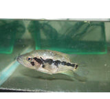 X5 DOVII CICHLID SM/MD - NANDOPSIS DOVII - FRESH WATER LIVE FISH FREE SHIPPING-Freshwater Fish Package-www.YourFishStore.com