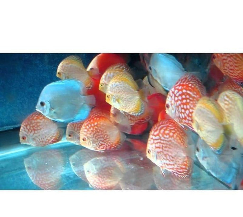 X5 Discus Package 2" - 3" Each - Tank Raised - Assorted Picked - Bulk Save