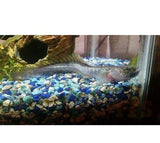 X5 Dragon Fish Gobys Sml/Med Package - Yourfishstore Free Shipping-marine fish packages-www.YourFishStore.com