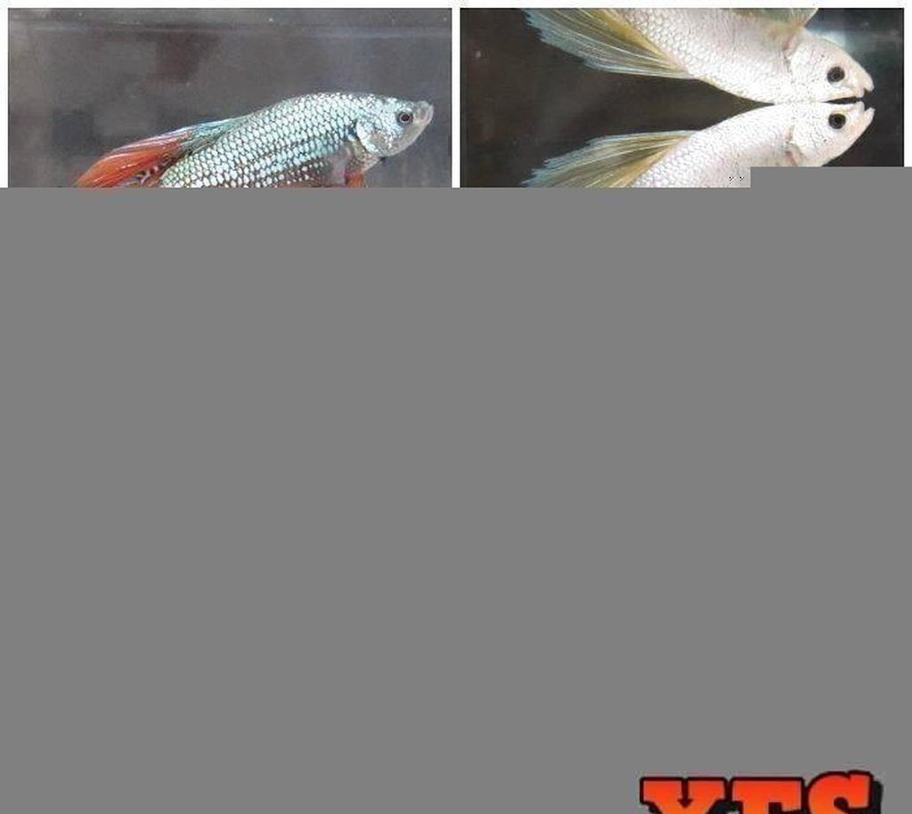 X5 Dumbo Super Delta Betta Male Lrg