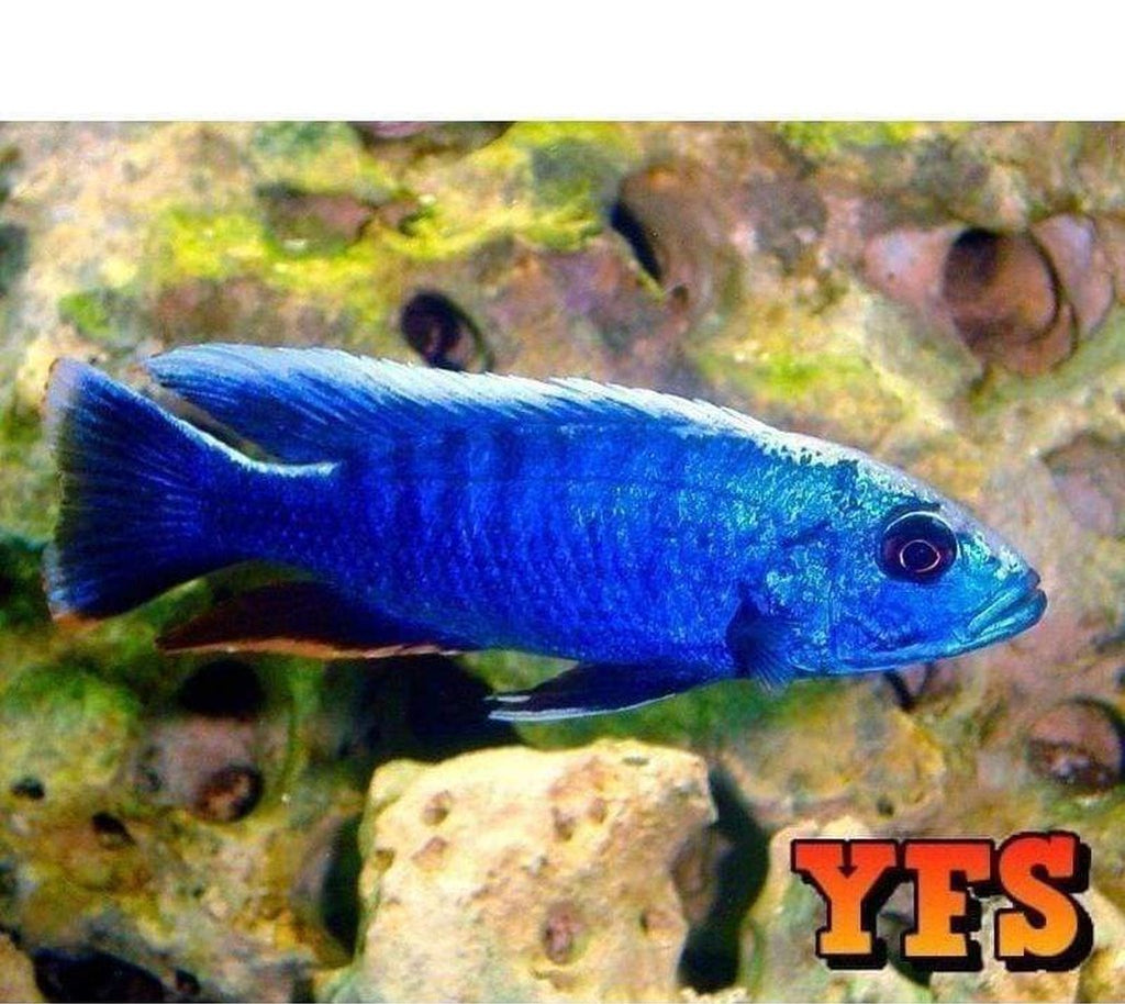X5 Electric Blue Ahli Cichlids - Sml/Med 1" -2" - Freshwater Fish