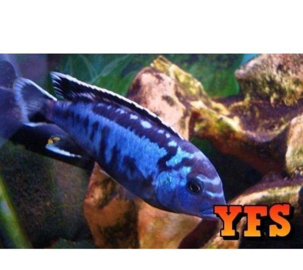 X5 Electric Blue Johanni Cichlids Sml/Med 1" -2" - Freshwater Fish