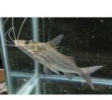 X5 Four Line Pictus Sml/Med 1" - 2" Each - Freshwater Fish-Freshwater Fish Package-www.YourFishStore.com