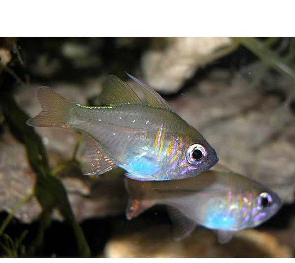 X5 Glass Cardinal Fish - Apogon Leptaca.
