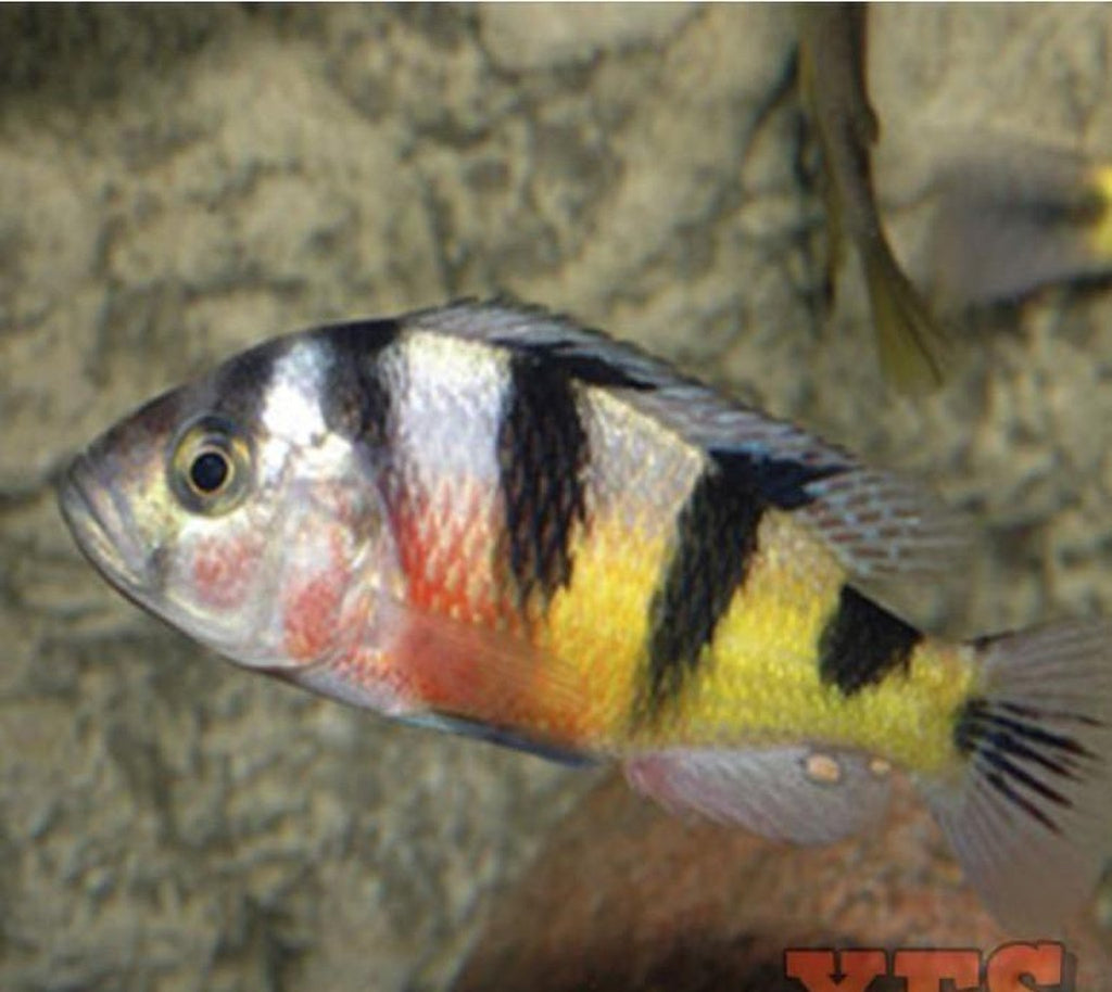 X5 Haplochromis Latifasciatus Cichlid Sml/Med 1" - 2" Each Freshwater Fish