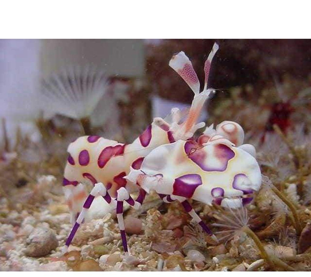 X5 Harlequin Shrimp Package - Hymenocera Picta - Fish Invert