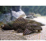 X5 Large Pleco Florida Sucker Fish 4" - 5" Tank Cleaners! Free Shipping-Freshwater Fish Package-www.YourFishStore.com