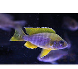 X5 Lemon Jacobfreibergi Peacock Cichlids - Sml/Med 1 1/2" - 3" Freshwater Fish-Freshwater Fish Package-www.YourFishStore.com