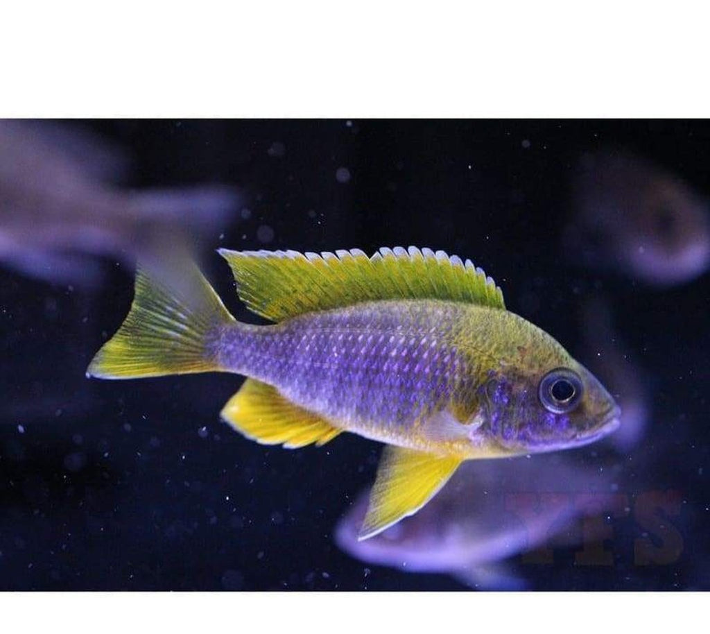 X5 Lemon Jacobfreibergi Peacock Cichlids - Sml/Med 1 1/2" - 3" Freshwater Fish