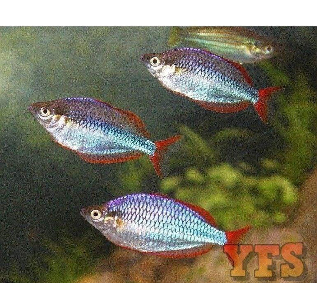 X5 Neon Rainbow Med 1" - 2" Freshwater Fish Package