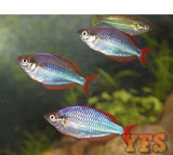 X5 Neon Rainbow Med 1" - 2" Freshwater Fish Package-Rainbowfish-www.YourFishStore.com