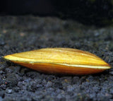 X5 Opal Asian Freshwater Clam Package - Fresh Water Snail Mystery-Freshwater Fish Package-www.YourFishStore.com