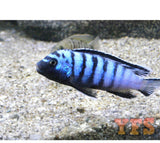 X5 Ornatus Cichlid Sml/Med 1" - 2" Each Freshwater Fish-Freshwater Fish Package-www.YourFishStore.com