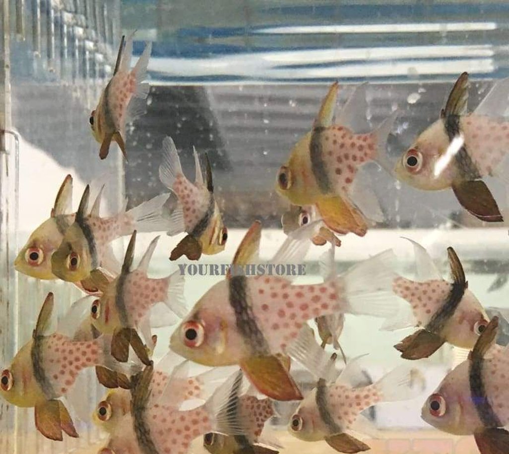 X5 Pajama Cardinal Fish Med Package - Sphaeramia Nematoptera-marine fish packages-www.YourFishStore.com