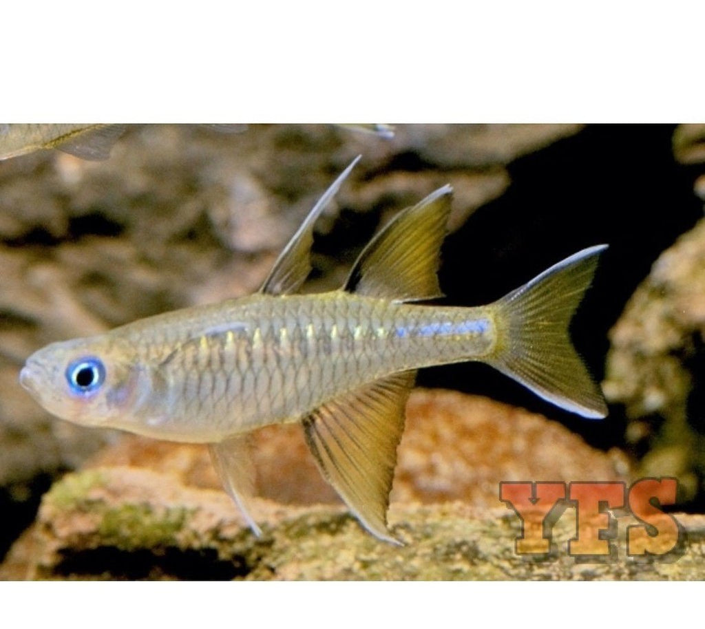 X5 Signifer Rainbow Med 1" - 2" Freshwater Fish Package